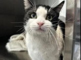 Prêt pour l'adoption : chat noir et blanc de 4 ans