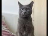 En attente d'adoption : chat gris de 2 ans
