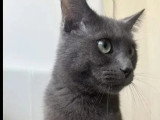 En attente d'adoption : chat gris de 2 ans