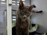 À accueillir : chat gris de 7 ans