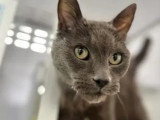 À accueillir : chat gris de 7 ans