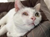 Adoption disponible : chat gris et blanc de 6 ans