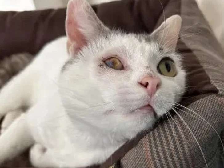 Adoption disponible : chat gris et blanc de 6 ans