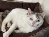 Adoption disponible : chat gris et blanc de 6 ans