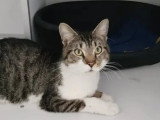 Disponible à l'adoption : chat au pelage tigré et blanc d'un an