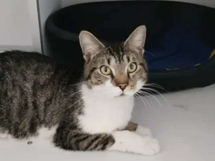 Disponible à l'adoption : chat au pelage tigré et blanc d'un an
