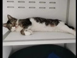 Disponible à l'adoption : chat au pelage tigré et blanc d'un an