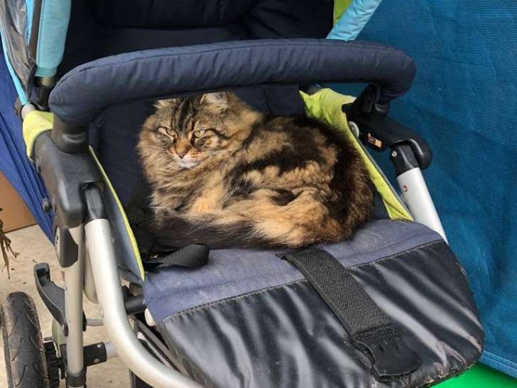 Mimichou, chatte stérilisée très câline à donner