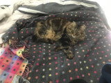 Mimichou, chatte stérilisée très câline à donner