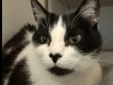 À adopter : chatte noir et blanc de 10 ans