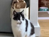 À adopter : chatte noir et blanc de 10 ans