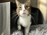 En attente d'un foyer : chat au pelage tigré de 3 ans