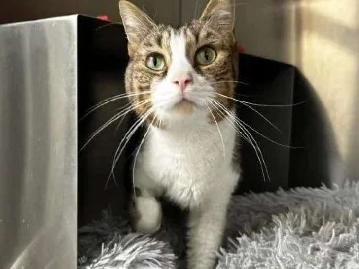 En attente d'un foyer : chat au pelage tigré de 3 ans