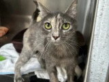À la recherche d'une famille : chatte au pelage écaille de tortue de 2 ans