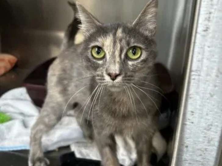 À la recherche d'une famille : chatte au pelage écaille de tortue de 2 ans