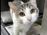 En quête d'un foyer : chat gris et blanc de 3 ans