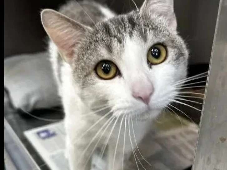 En quête d'un foyer : chat gris et blanc de 3 ans