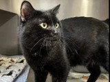 Prêt pour l'adoption : chat au pelage noir de 6 ans