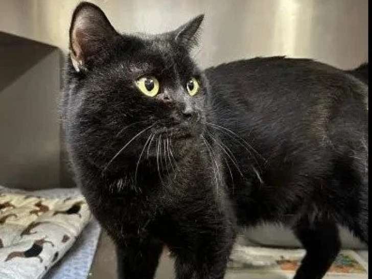 Prêt pour l'adoption : chat au pelage noir de 6 ans