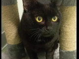 Prêt pour l'adoption : chat au pelage noir de 6 ans