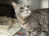 En attente d'adoption : chatte au pelage tigré gris de 3 ans