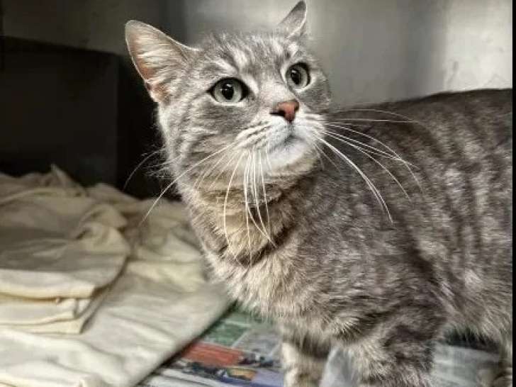 En attente d'adoption : chatte au pelage tigré gris de 3 ans