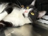 À accueillir : chat noir et blanc de 4 ans