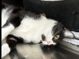 À accueillir : chat noir et blanc de 4 ans