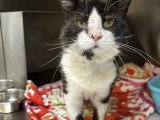 Adoption disponible : chat noir et blanc de 7 ans