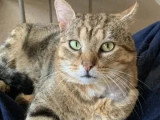 En attente d'un foyer : chat tigré de 7 ans