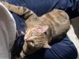 En attente d'un foyer : chat tigré de 7 ans