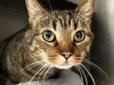 À la recherche d'une famille : chat tigré de 4 ans
