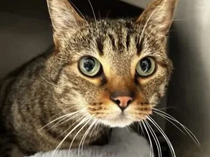 À la recherche d'une famille : chat tigré de 4 ans