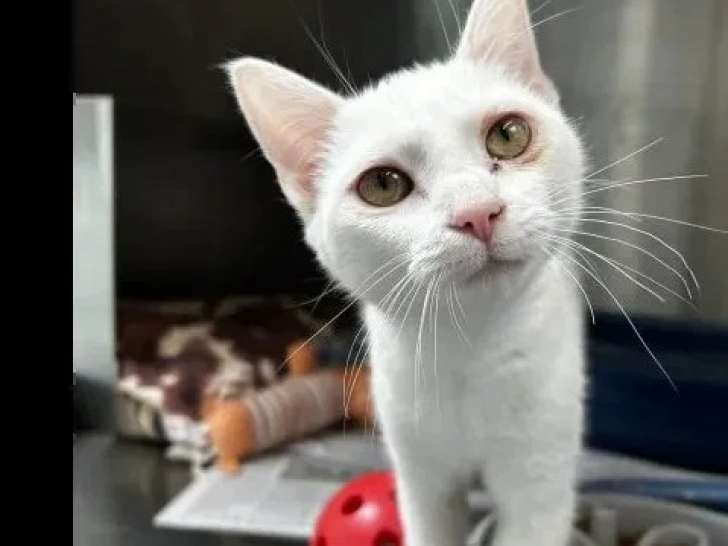 À la recherche d'une famille : chatte blanche de 3 ans