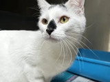 À adopter : chat noir et blanc de 4 ans