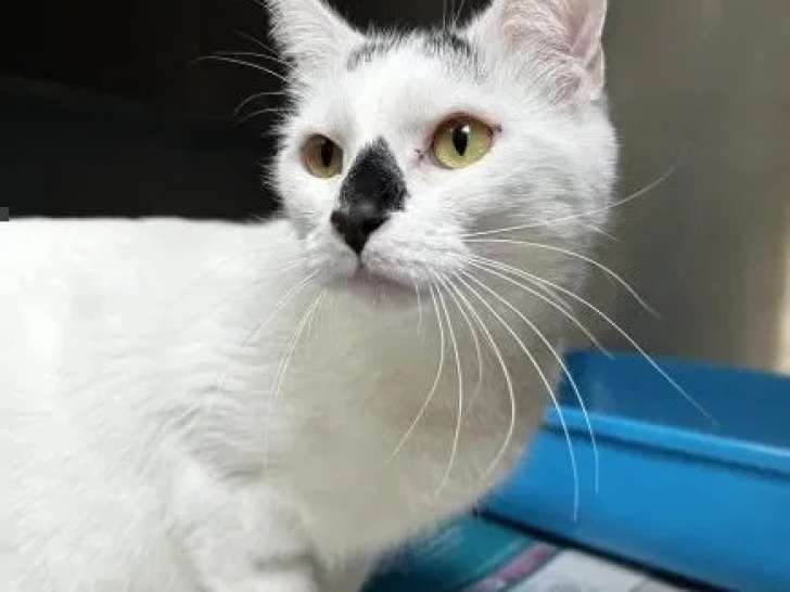 À adopter : chat noir et blanc de 4 ans