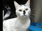 À adopter : chat noir et blanc de 4 ans