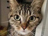 En attente d'adoption : chatte tigrée grise d'un an
