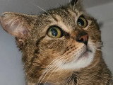 En quête d'un foyer : chat tigré gris de 4 ans