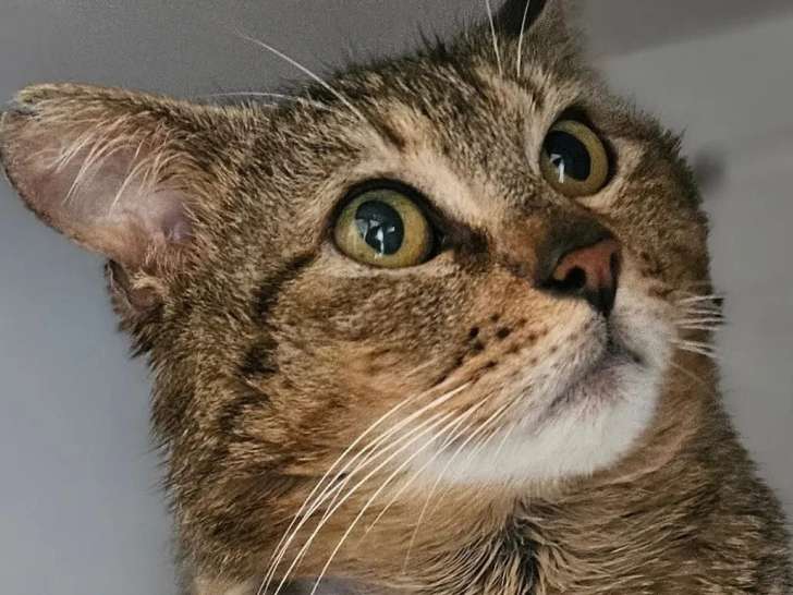 En quête d'un foyer : chat tigré gris de 4 ans
