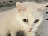 Prêt pour l'adoption : chatte blanche de 12 ans