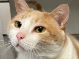 Disponible à l'adoption : chatte rousse et blanche de 3 ans