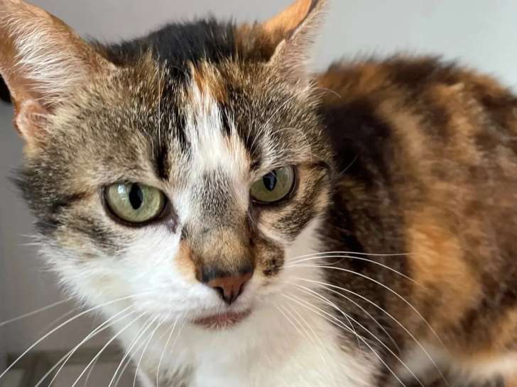 À accueillir : chatte tricolore de 5 ans