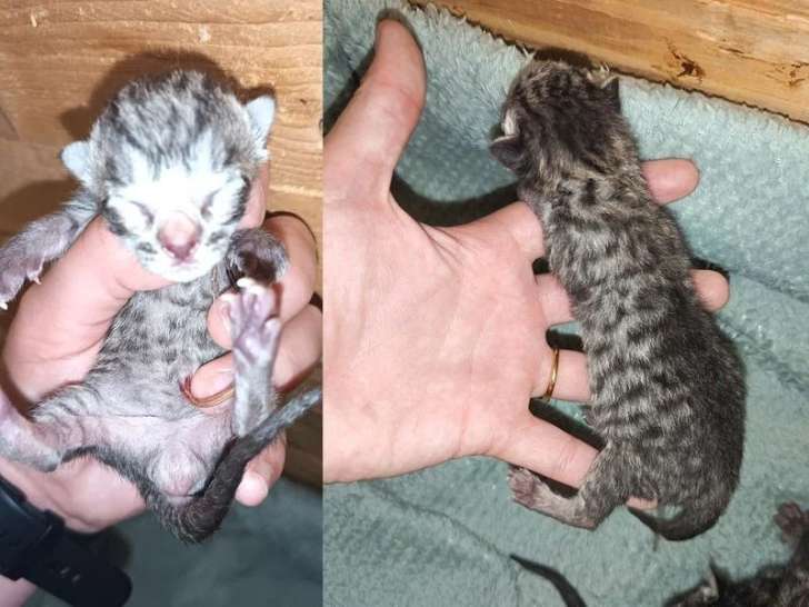 À réserver : 6 chatons Savannah F7 LOOF nés en mai 2026