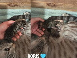À réserver : 6 chatons Savannah F7 LOOF nés en mai 2026