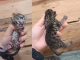 À réserver : 6 chatons Savannah F7 LOOF nés en mai 2026