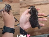À réserver : 6 chatons Savannah F7 LOOF nés en mai 2026