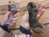 À réserver : 6 chatons Savannah F7 LOOF nés en mai 2026