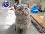 Chaton British Shorthair mâle fauve LOOF à réserver