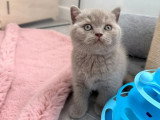 Chaton British Shorthair mâle fauve LOOF à réserver